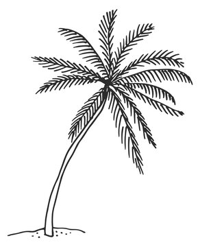 Palm sketch. Growing tropical tree in hand drawn style