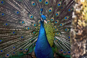 Obraz premium peacock with feathers out