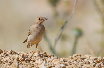 Pale Rockfinch (Carpospiza brachydactyla) is a bird that lives on mountain slopes in Asia, Europe and North Africa. It can be seen on mountain slopes with an altitude of 3 thousand altitudes.