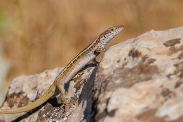 Heremites auratus, Levant skink, golden grass mabuya or golden grass skink, is a species of skink. It is found in Greece and Turkey, and possibly much more commonly in Asia and even northeast Africa.