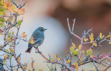 Black Redstart (Phoenicurus ochruros) is a songbird that lives on high mountain slopes. It lives in Asia, Europe and North Africa.