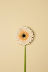 Beige gerbera flower on a beige background. A greeting card. Valentine's Day, Mother's Day, International Women's Day.