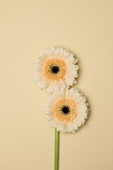 Gerberas on a beige background. Festive greeting card with Mother's Day, March 8, Valentine's Day, Easter conceptual layout of the room for copying.