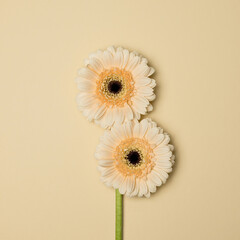 Gerberas on a beige background. Festive greeting card with Mother's Day, March 8, Valentine's Day, Easter conceptual layout of the room for copying.