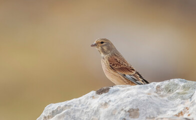 Common Linnet (Linaria cannabina) is one of the most beautiful songbirds in the world.