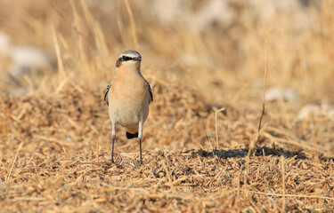 Northern Wheatear (Oenanthe oenanthe) is a common songbird in Asia, Europe, America and Africa. It lives in open and stony areas.