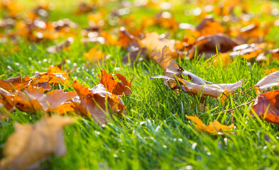 Dry maple leaf lying on green grass in the sun