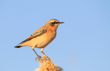 Northern Wheatear (Oenanthe oenanthe) is a common songbird in Asia, Europe, America and Africa. It lives in open and stony areas.
