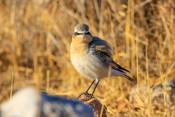 Northern Wheatear (Oenanthe oenanthe) is a common songbird in Asia, Europe, America and Africa. It lives in open and stony areas.