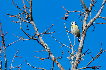 mésange bleue