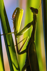 female green mantis on palm leaves