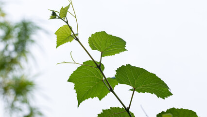 Grape leaves in vineyard. Grape leaves vine branch with tendrils and young leaves. Small grape branch with green leaves