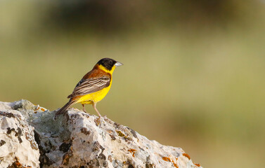 Black-headed Bunting (Emberiza melanocephala) is one of the best songbirds in the world.