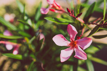 oleander plant with pink flowers shot at shallow depth of field
