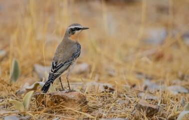 Northern Wheatear (Oenanthe oenanthe) is a common songbird in Asia, Europe, America and Africa. It lives in open and stony areas.