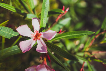 oleander plant with pink flowers shot at shallow depth of field