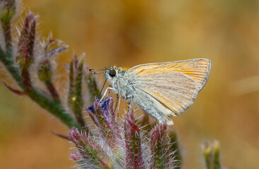 The small skipper (Thymelicus sylvestris) is a butterfly of the family Hesperiidae.