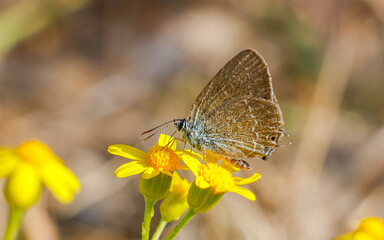 Gerhard's Black Hairstreak (Satyrium abdominalis) is a species of butterfly living in Asia, Europe and North Africa.