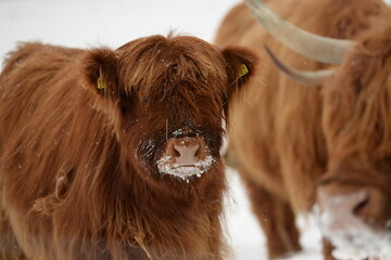 Schottische Hochlandrinder im Schnee am Waldrand