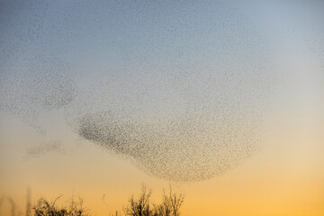 Obraz premium Starlings murmuration in Aiguamolls De L Emporda Nature Park, Spain