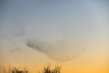 Starlings murmuration in Aiguamolls De L Emporda Nature Park, Spain