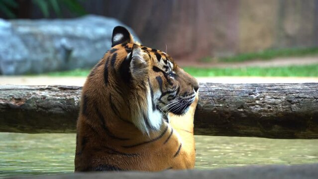 Exotic wildlife species, sumatra tiger with distinctive white spot on ears known as false eyes, soaking in the water, hanging on to tree bar, critically endangered species due to habitat loss.