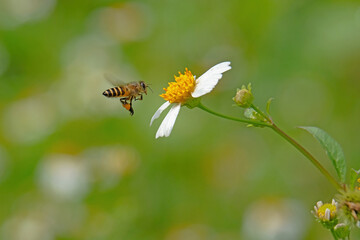 bee on daisy
