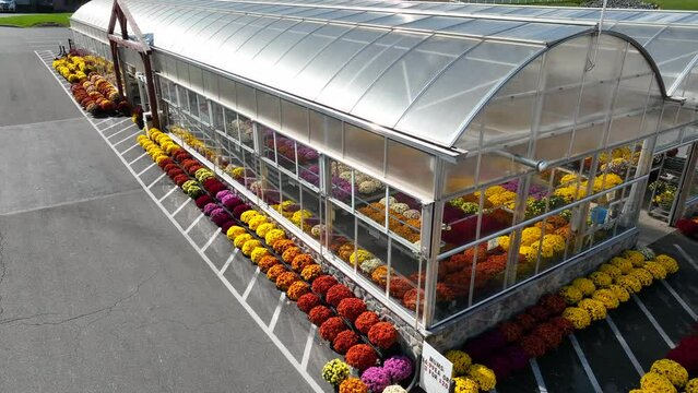 Greenhouse with fall mums, chrysanthemum for sale. Autumn harvest theme. Rising aerial in USA.