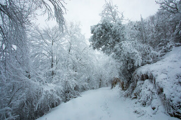Winter landscape and snowfall in La Grevolosa forest, Osona, Barcelona, Spain