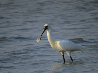 a Black faced Spoonbill Platalea minor adult standing