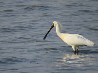 a Black faced Spoonbill Platalea minor adult standing