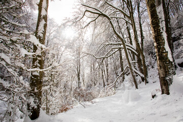 Winter landscape and snowfall in La Grevolosa forest, Osona, Barcelona, Spain