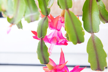 Pink Decembrist flowers among green leaves closeup
