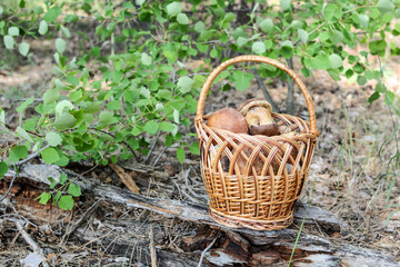 Fototapeta na wymiar a wicker basket with mushrooms stands on logs in the forest. Mushroom harvest.