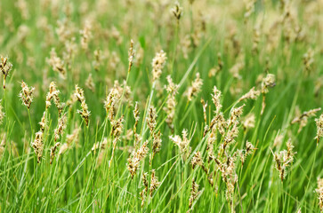 Green Herbal Background Dry Grass Texture Green Background	