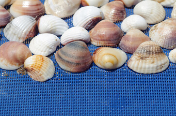 Beautiful seashells lie on a sun lounger in sunny weather. Sea shell background