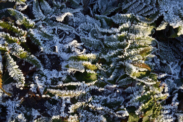 Frost im Winter, Hintergrundbild