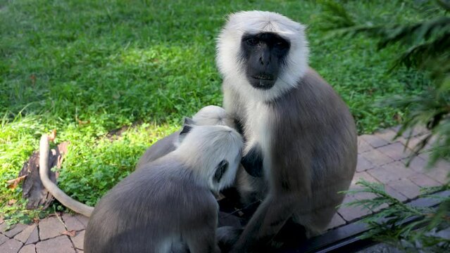 Northern plains gray langurs - Semnopithecus entellus in Silesian Zoological Garden in Chorzow, Poland