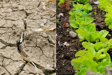 Drought versus rich moist organic earth with a growing young plant. Climate change concept