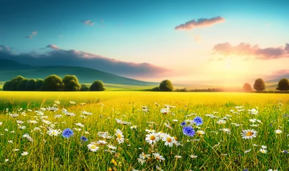 Tuinposter Bright beautiful romantic panoramic natural landscape of summer meadow with daisies against blue sky with clouds on sunset. © Laura Pashkevich