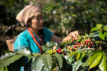 Young women in traditional Asian costumes collect Arabica coffee beans in the mountains in Chiang Mai, Thailand.