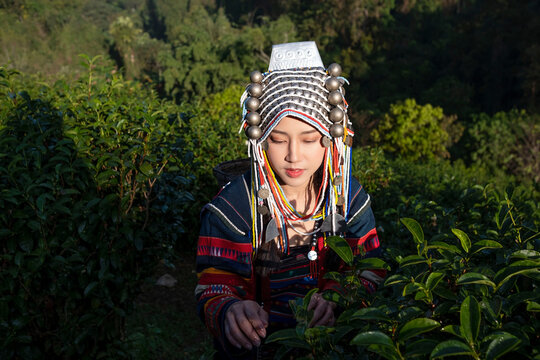 Indigenous female farmers picking the best tea leaves in a high mountain tea garden in China.