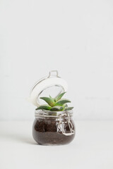 Small succulent plant in glass jar pot against white brick wall