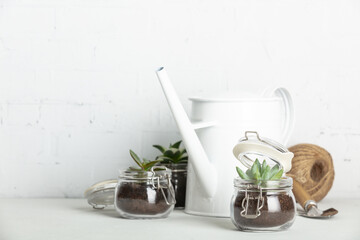 Small succulent plants in glass jar pots and garden tools against white brick wall