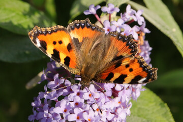 Petite Tortue (Aglais urticae)