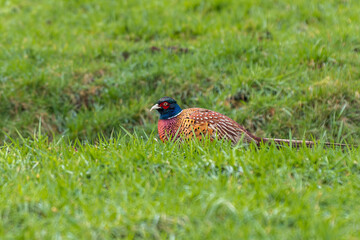 Close up Wild pheasant rooster, Phasianus colchicus, in stunning colorful plumage attentively foraging in a green meadow