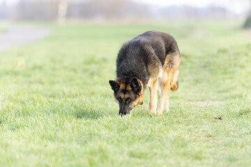 Close up of dark colored German Shepherd looking for tracks in a grassy field and watching surroundings with sharp eyes against blurred light green background