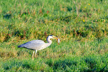 Close up of hunting Great Blue Heron, Ardea cinerea, with Skewered Rudd, Scardinius erythrophthalmus, in beak