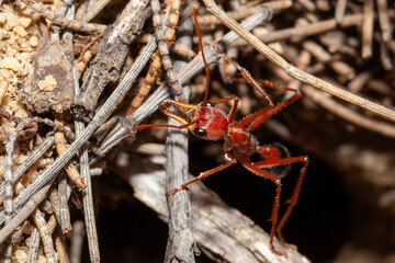 Close up of an Australian Giant Bull Ant, myrmecia gratiosa, with eyes and jaws in focus walking over twigs and looking over the edge of ant nest entrance where other ants are just crawling out