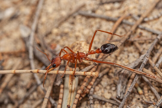 Close up of an Australian Giant Bull Ant, myrmecia gratiosa, with eyes and jaws in focus walking over twigs and looking over the edge of ant nest entrance where other ants are just crawling out